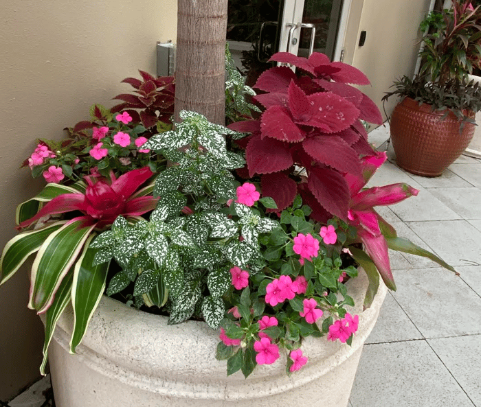 Container plant