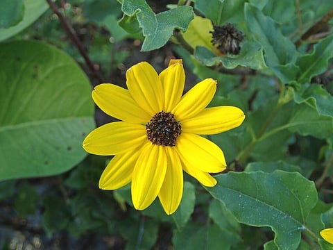 Beach Sunflower