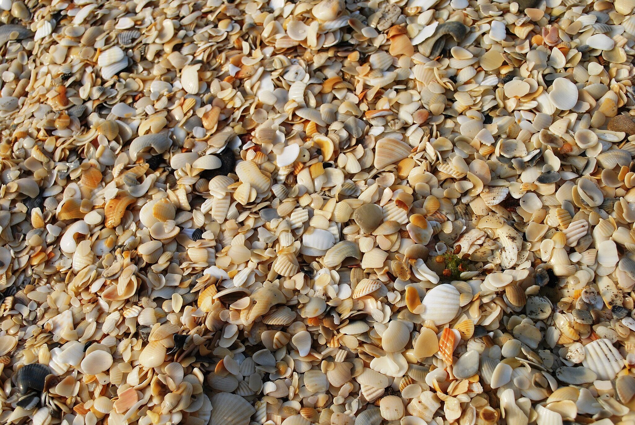 crushed shell for landscaping
