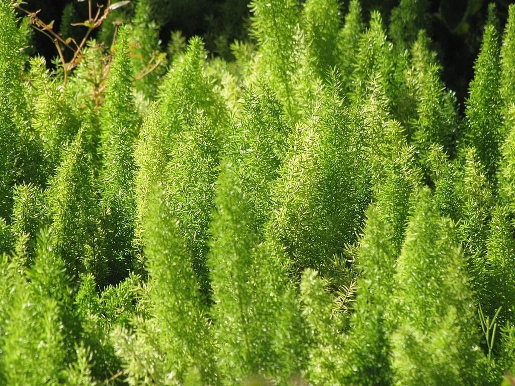 Foxtail Fern