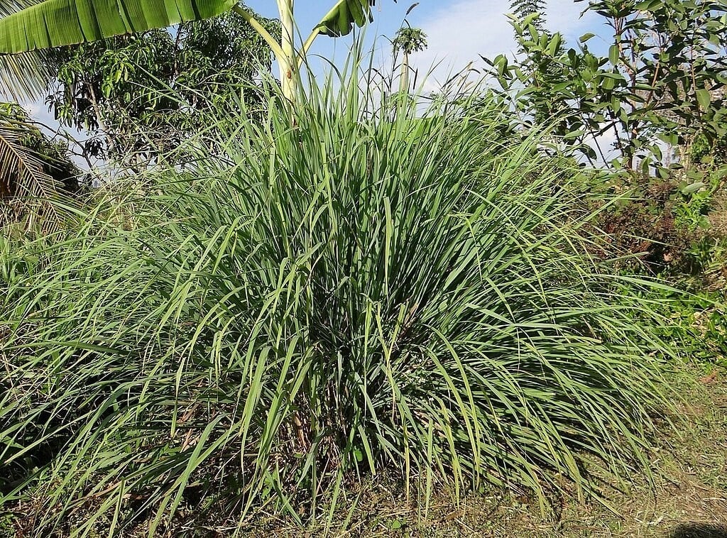 CC - Lemongrass