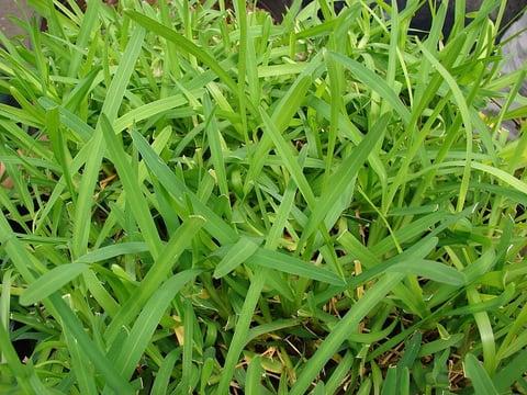 St. Augustine Grass