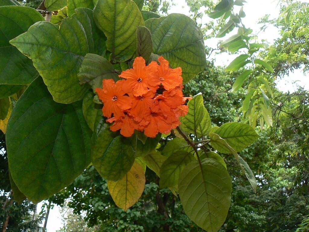 geiger tree