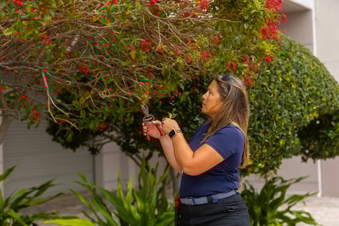 Account manager looking at tree