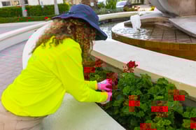 crew geranium dead head inspection 3