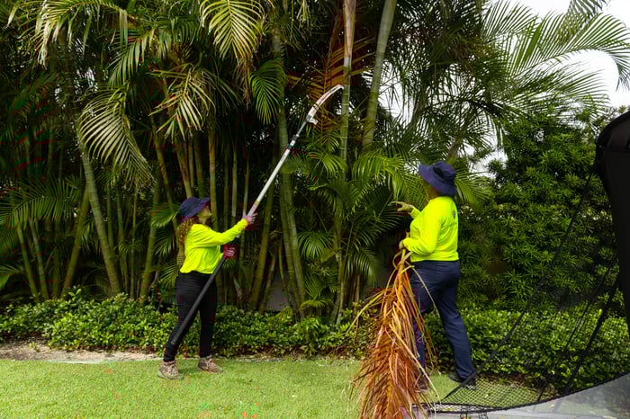crew trimming palm tree
