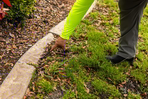 weeds in landscape bed