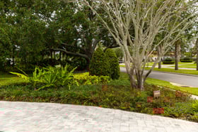 plant bed flowers shrubs tree sidewalk grass driveway 2