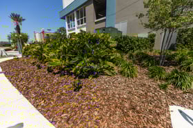 planting bed mulch shrubs 2