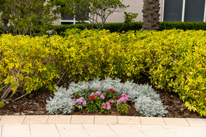 shrub planting bed flowers sidewalk building commercial 2