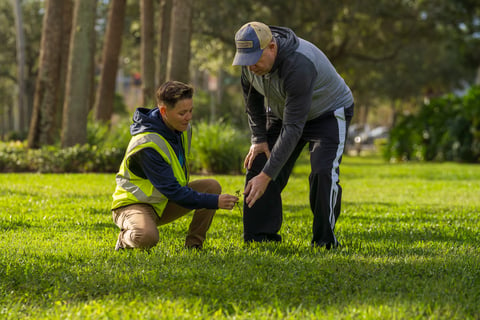 account manager checking grass quality in lawn