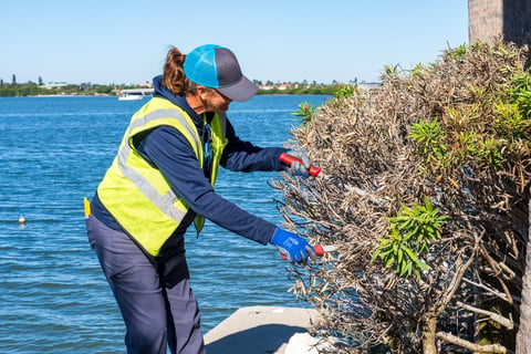 crew member pruning bush along water
