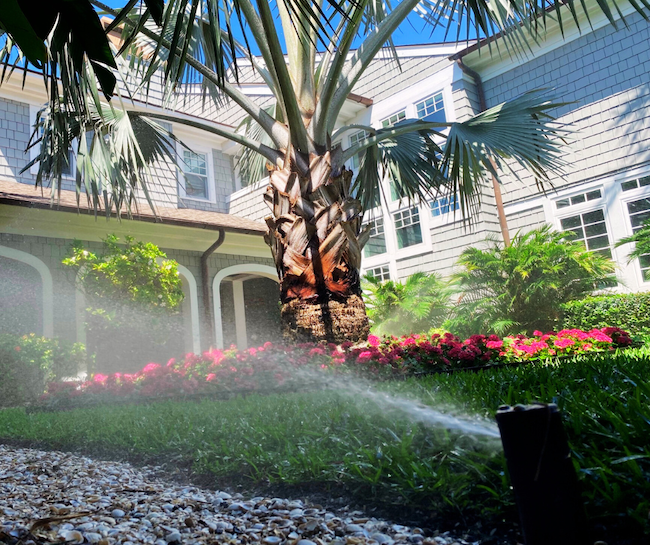 Sprikler irrigation spraying annual flowers around palm