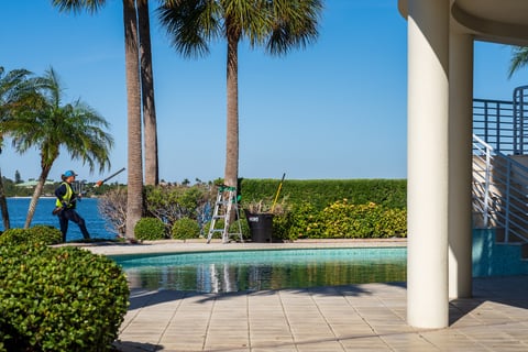 crew removing dead branches near pool