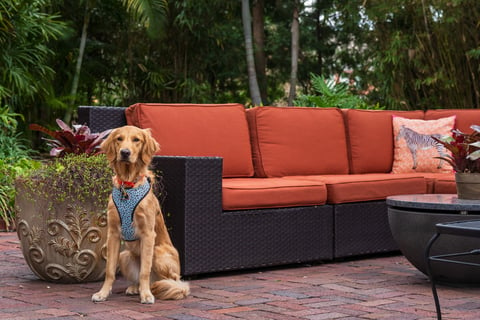 dog sitting in front of couch at outdoor patio