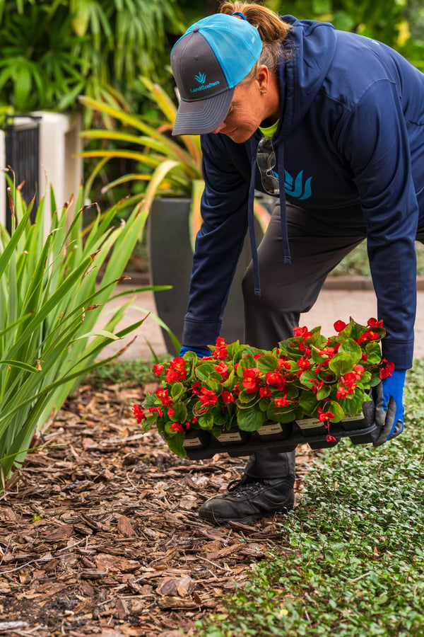 landscape crew member planting new annuals