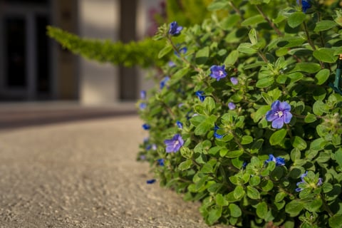 flowering bush closeup 