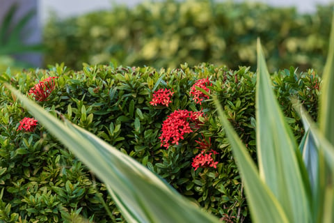 flowering bushes with plant growing in front 