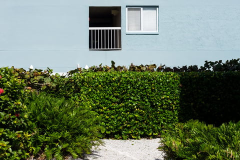 shrubs privacy walkway