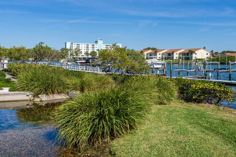 ornamental grasses along the water 