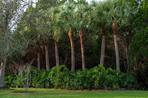 lawn with lineup of large palm trees