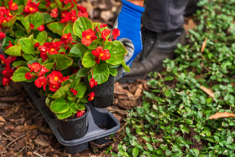 flowers ready to be planted