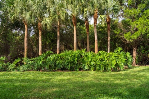 yard with lineup of palm trees