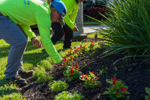 crew planting flowers in garden bed