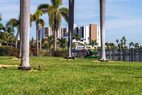 green lawn with palm trees