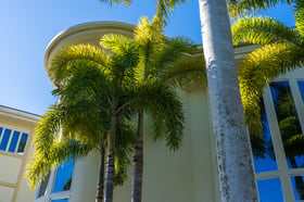 residential landscape maintenance tall palm trees