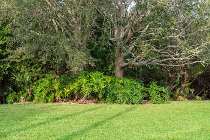 two large trees next to each other green grass