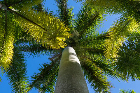 upward view of palm trees for shade