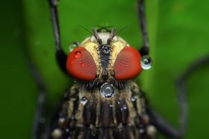 up-close of pest fly