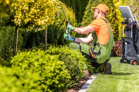 person maintaining lawn and shrubs