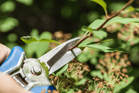 up close pruning of plant