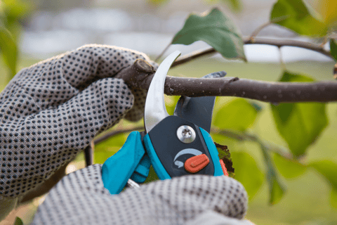 person pruning branch with gloves on