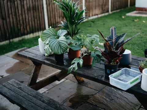 table with potted plants