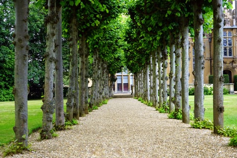 walkway lined with trees