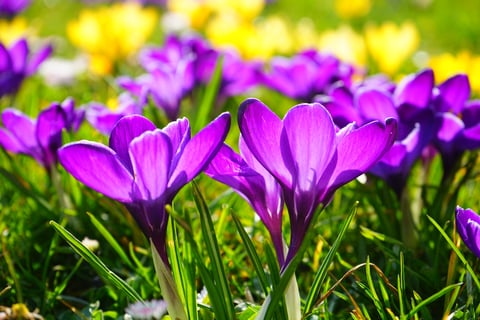 close-up of purple flower