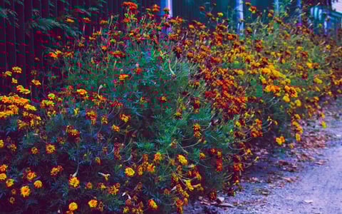 beautiful fall flowers