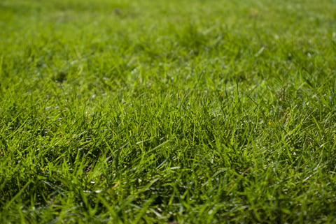 close-up of manicured green grass