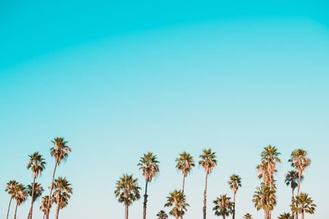 palm trees against bright blue sky