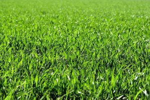 close-up green grass