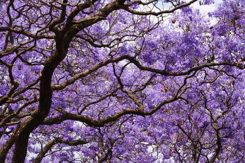 purple color tree with branches
