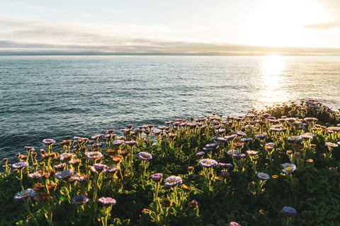 flowers along serene oceanside