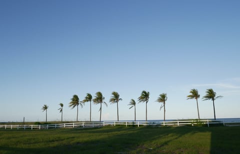 palm trees lined along ocean