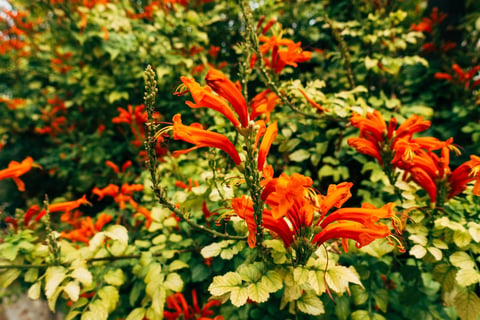 close-up tropical flowers