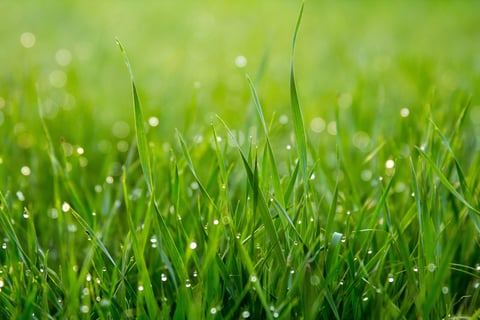 close-up of green grass