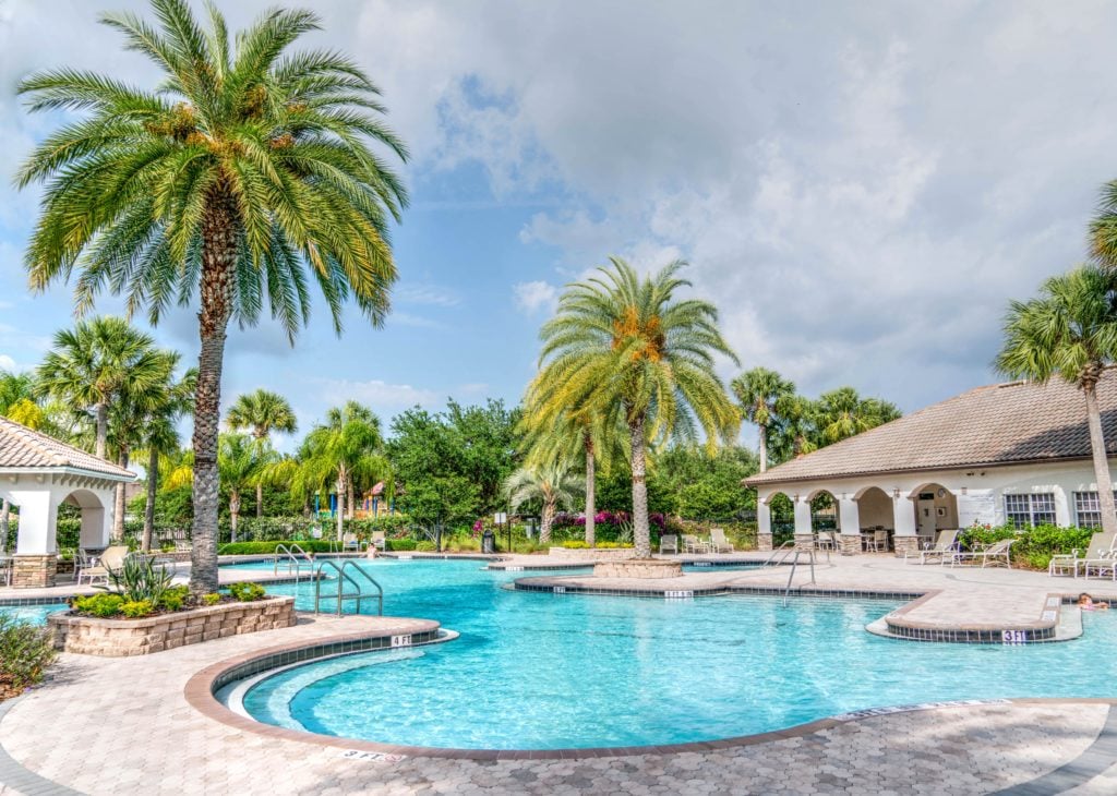 palm tree by the pool