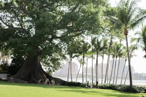 large tree and palms along water